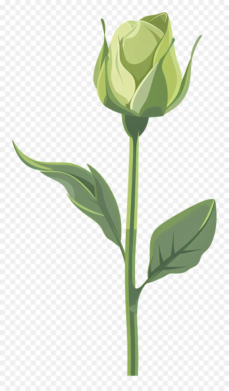 Verde Rosa，Flor única PNG