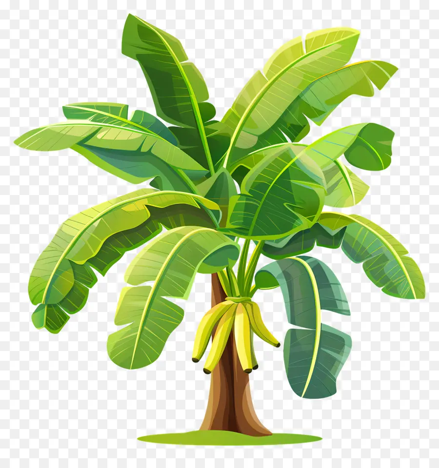 árbol De Banana，Hojas Verdes PNG