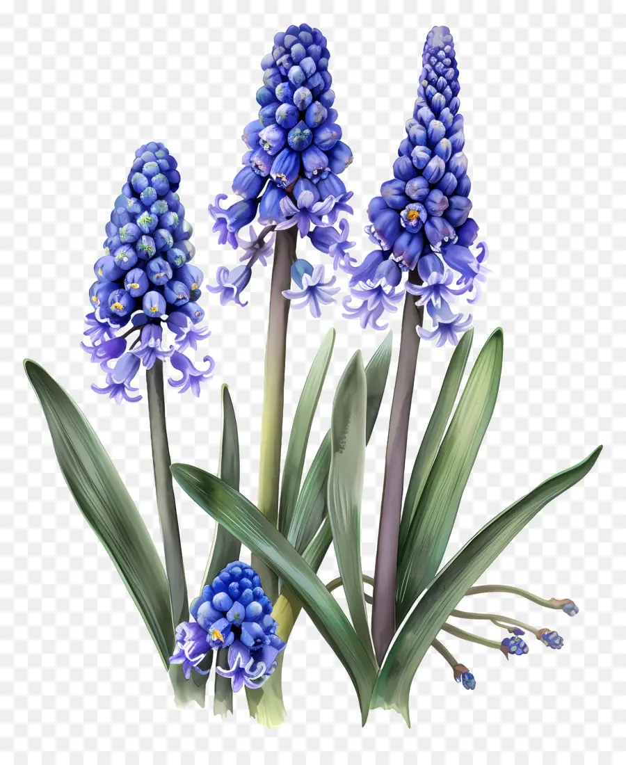 Jacinto De Uva，Jacintos Azules PNG