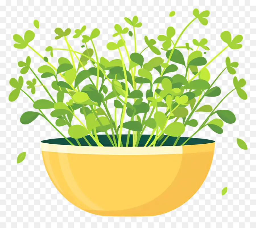 Bote De Microgreens，Las Plantas Frescas PNG