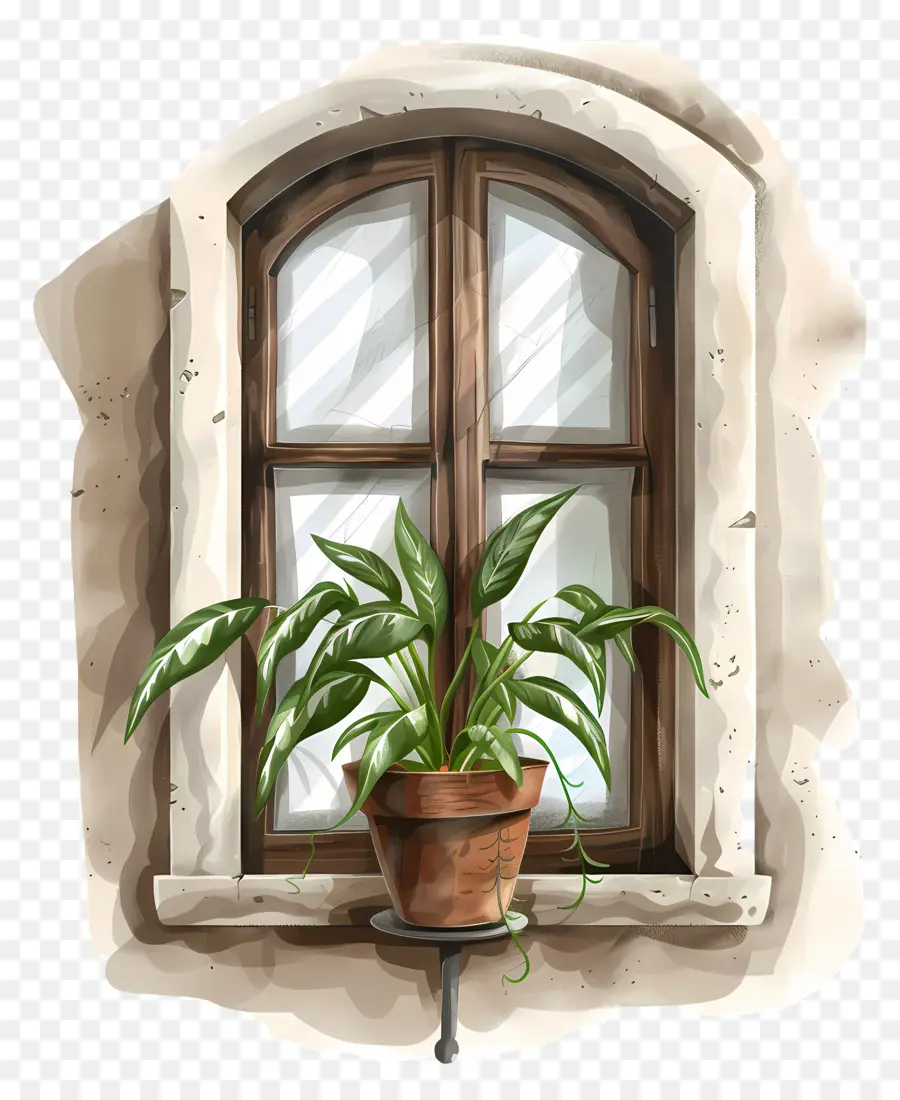 Ventana，Planta En Maceta PNG