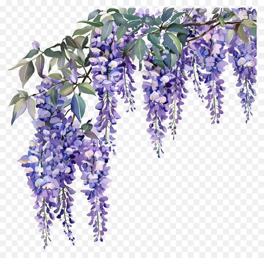 Flores De Glicinia，Wisteria árbol PNG