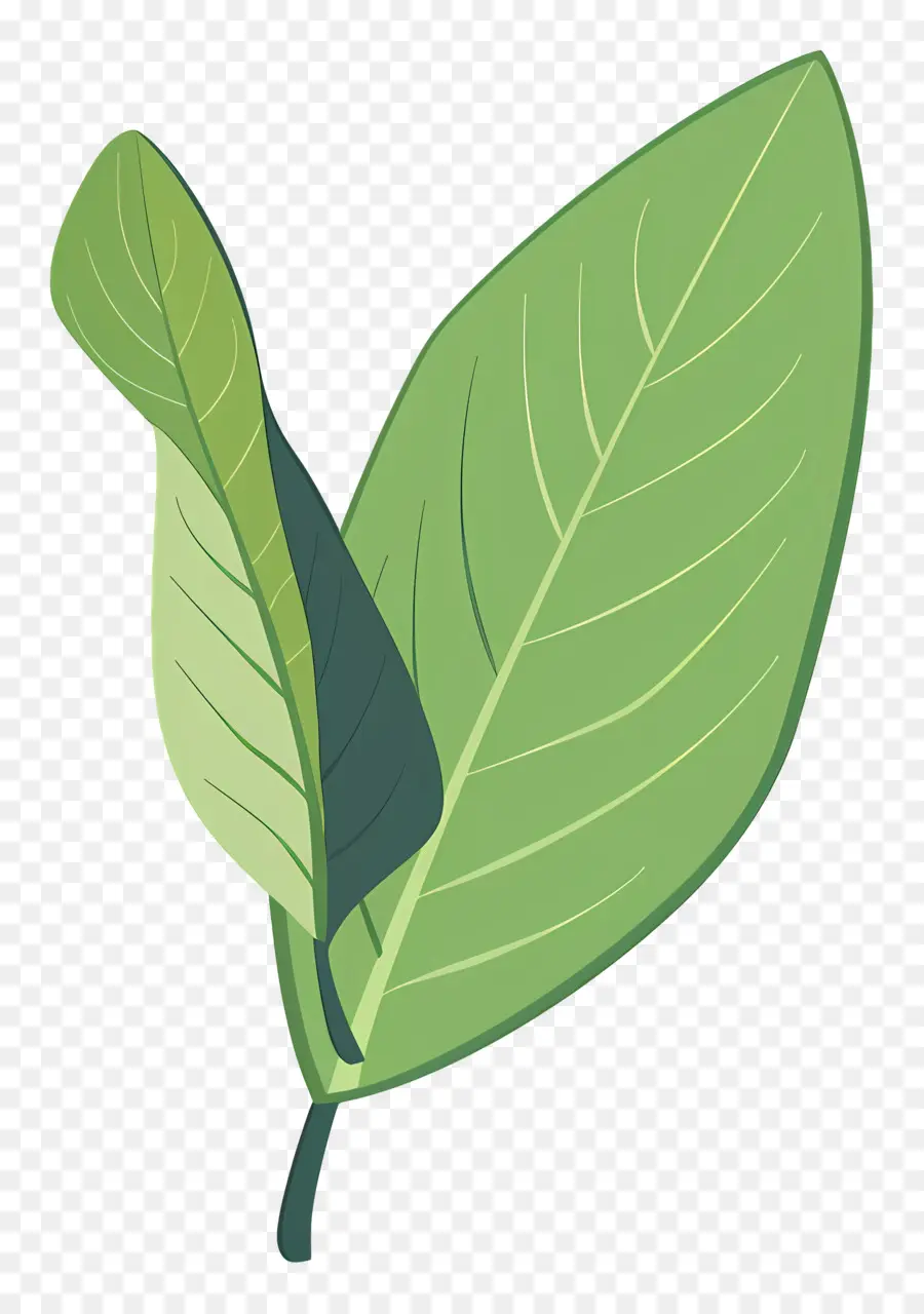 La Hoja De Laurel，Hojas Verdes PNG