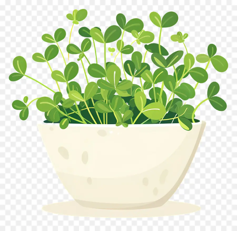 Bote De Microgreens，Los Brotes PNG