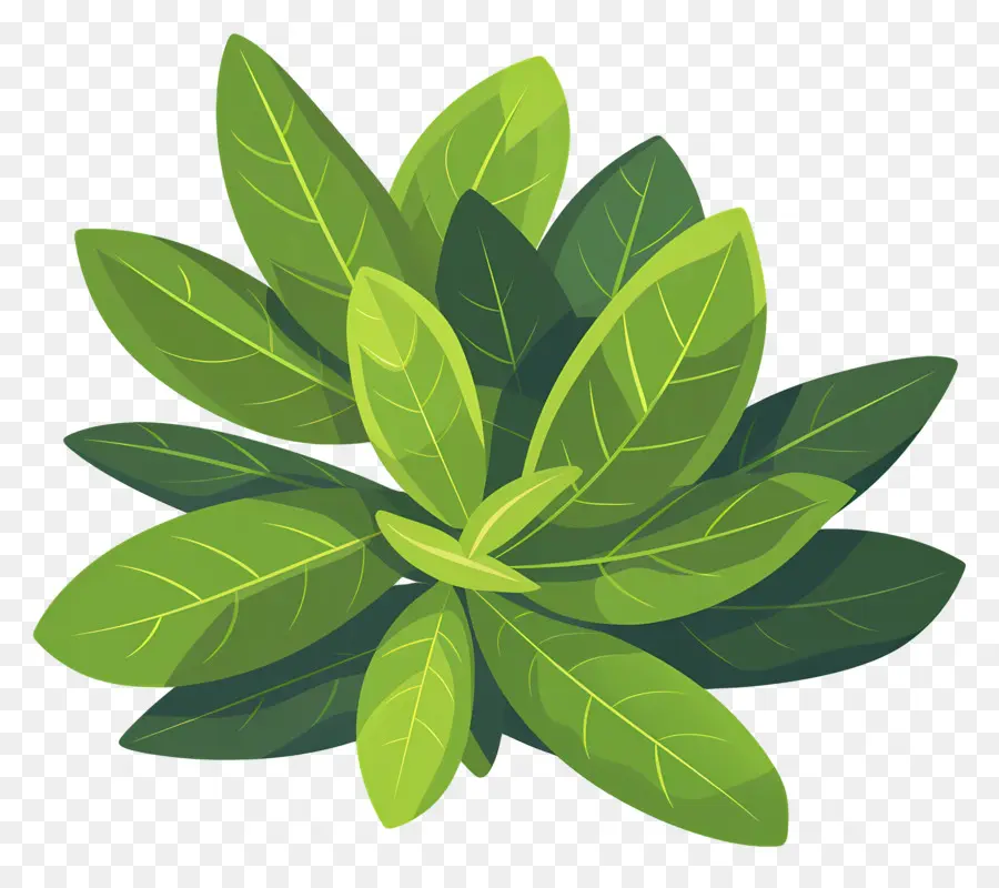 La Hoja De Laurel，Planta Verde PNG