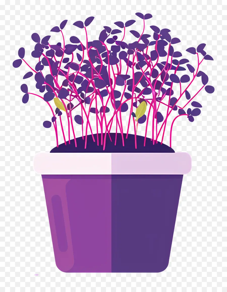 Bote De Microgreens，Bote De Flores Púrpura PNG