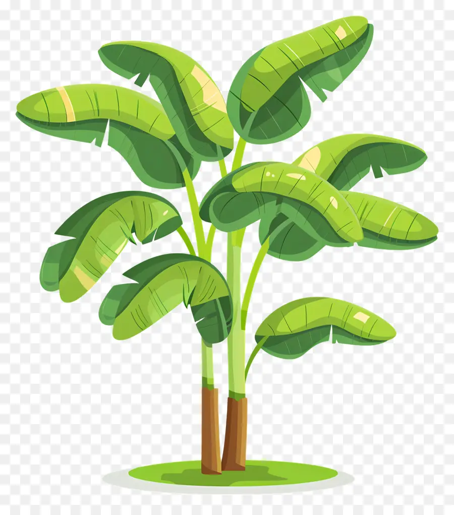 árbol De Banana，Hojas PNG