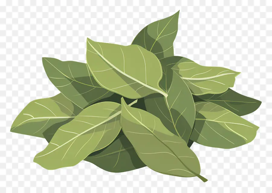 La Hoja De Laurel，Planta De Hoja Verde PNG