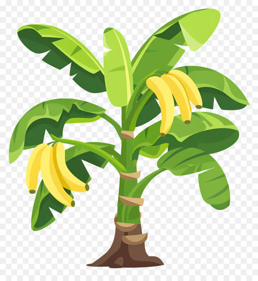 árbol De Banana，Los Plátanos Maduros PNG