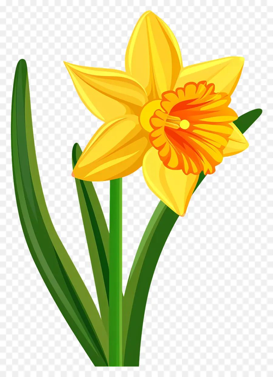 Narciso Flor，Narciso PNG