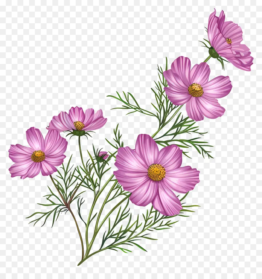 Cosmos Flor，Flores De Color Rosa PNG