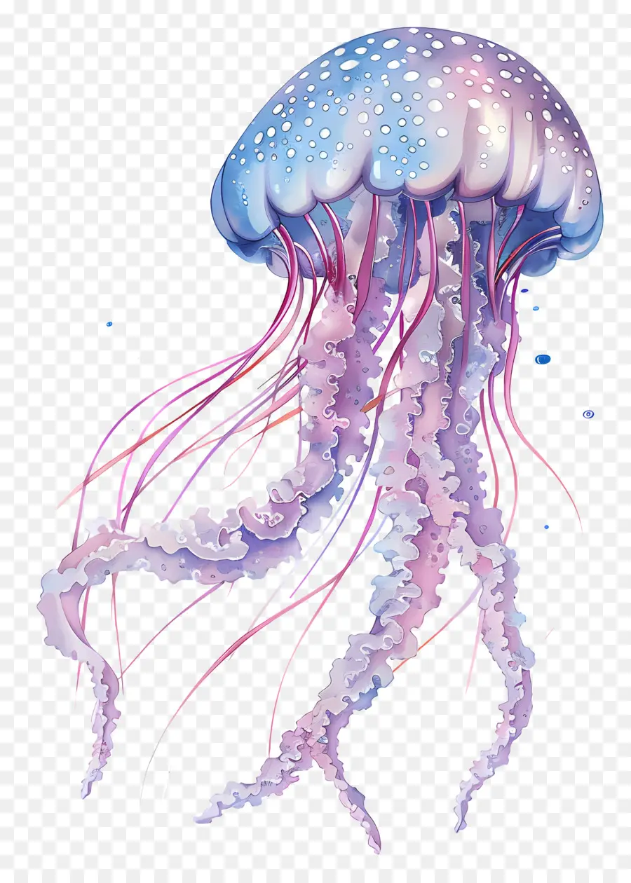 Las Medusas，Animal Marino PNG