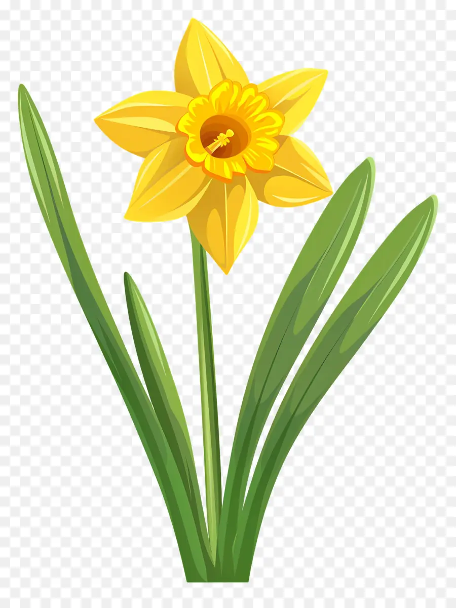 Narciso Flor，Flor Amarilla PNG