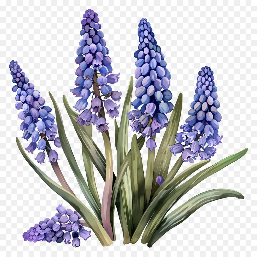 Jacinto De Uva，Lavanda PNG