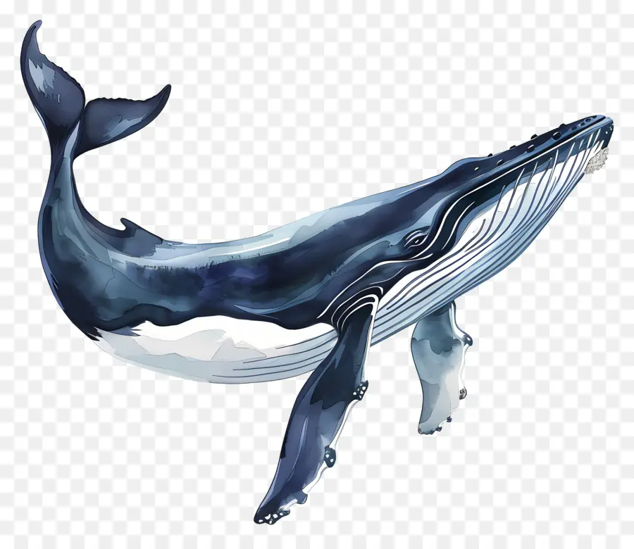 Ballena，La Ballena Azul PNG