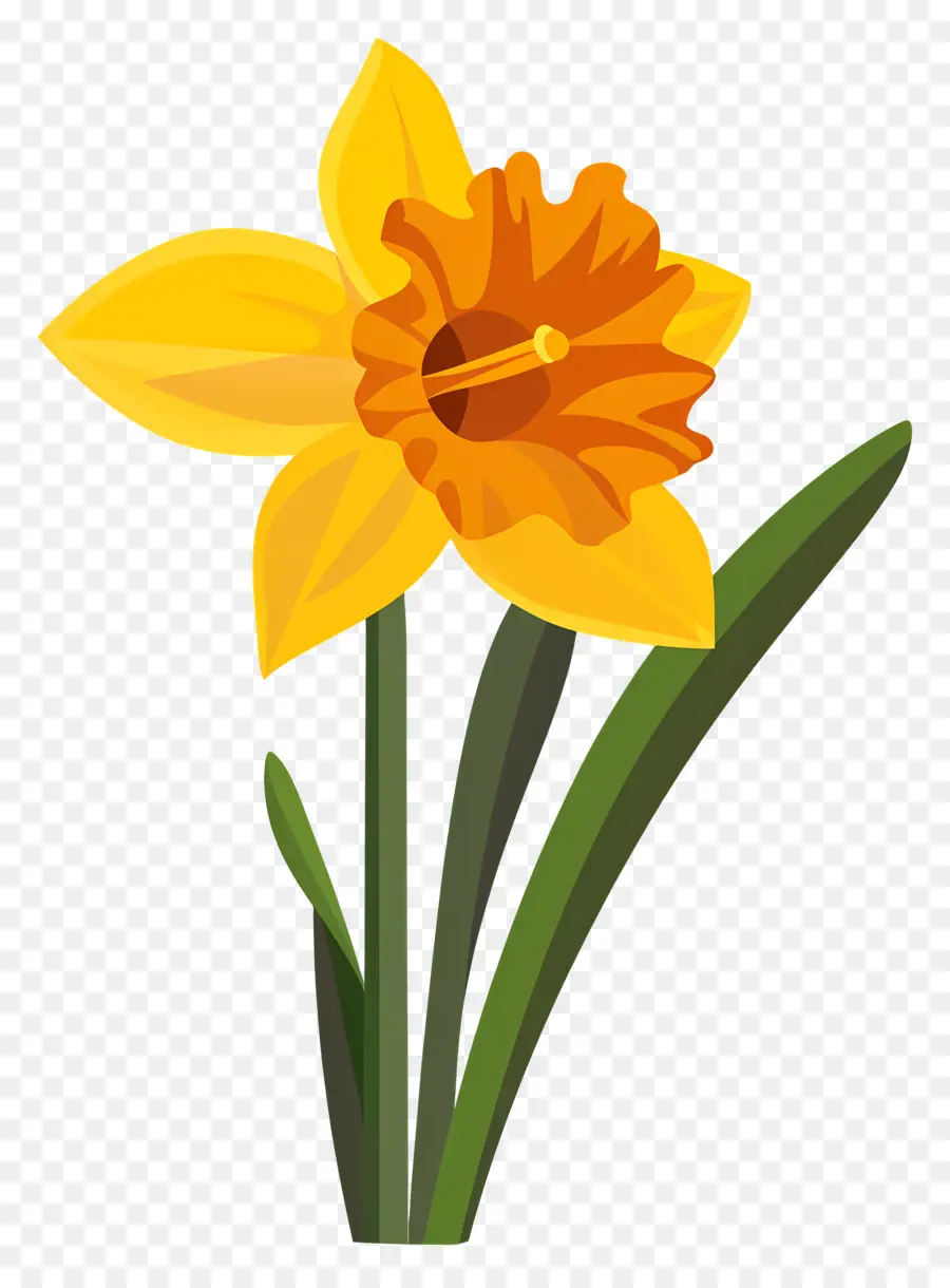 Narciso Flor，Narciso PNG