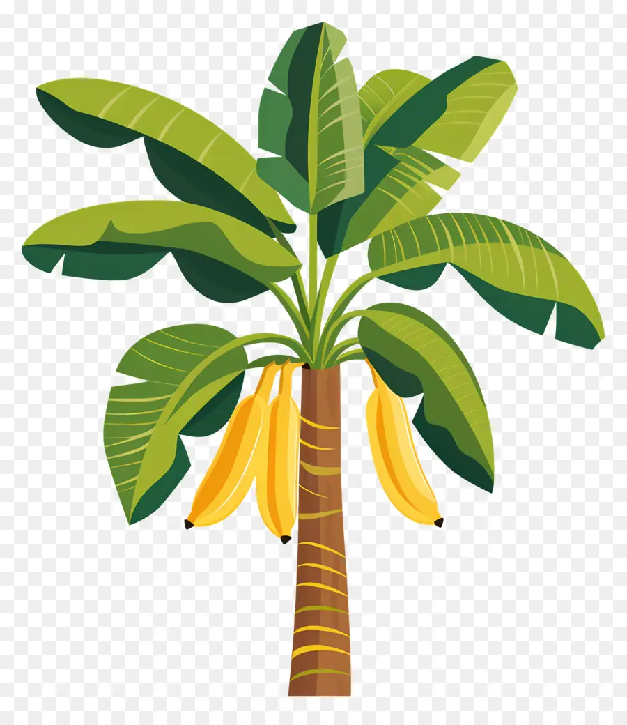 árbol De Banana，El Banano PNG