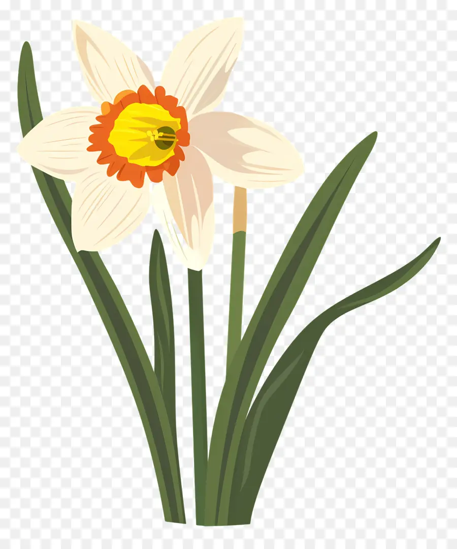 Narciso Flor，Narciso PNG