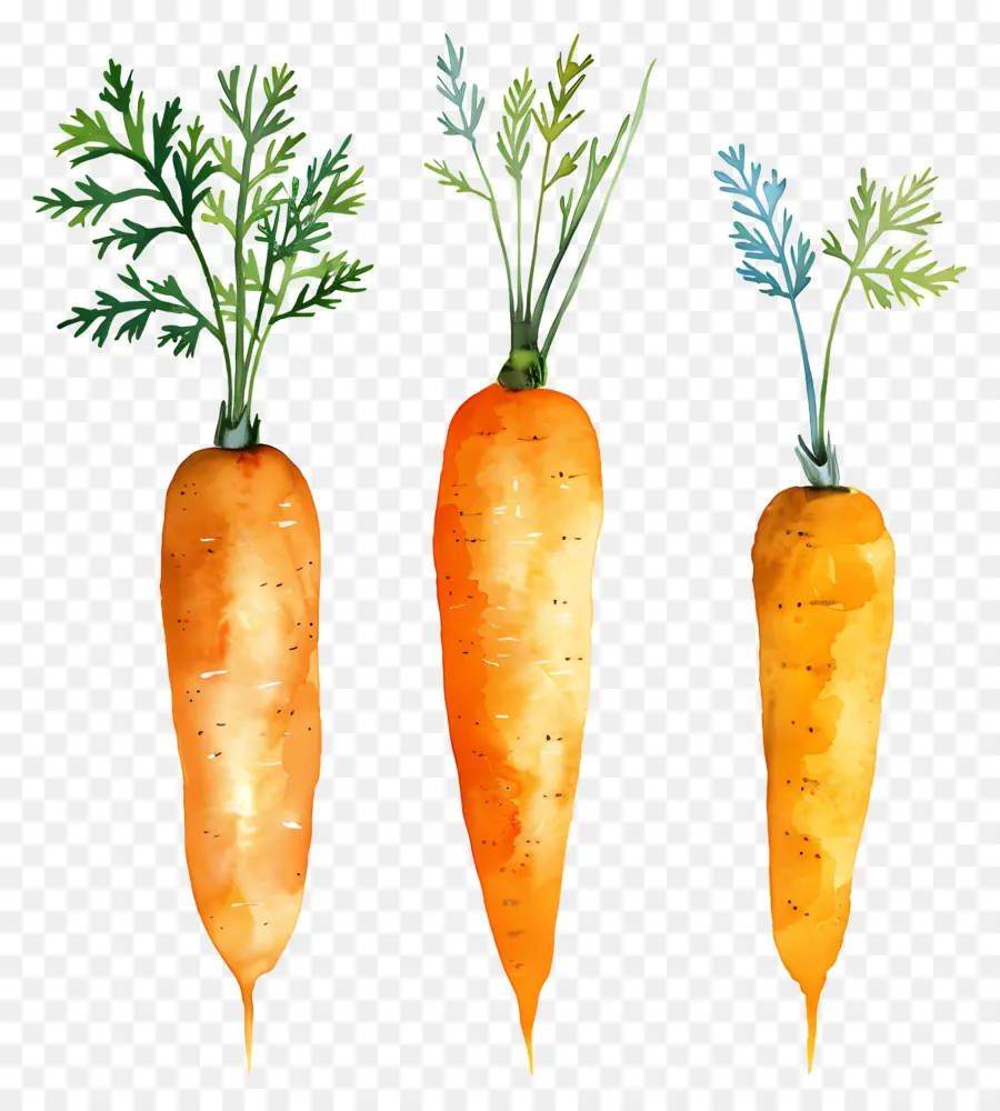 Zanahoria，Las Zanahorias PNG