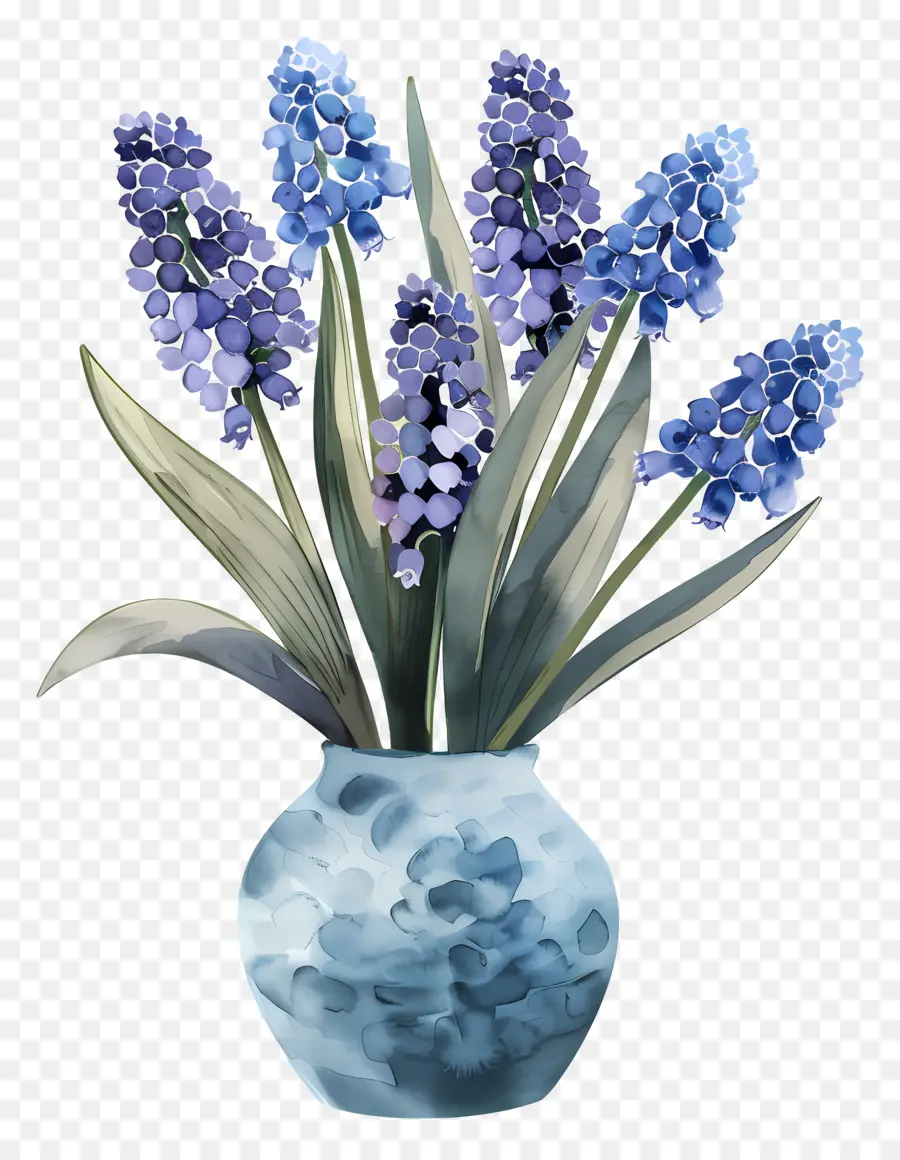 Jacinto De Uva，Flores De Color Azul PNG