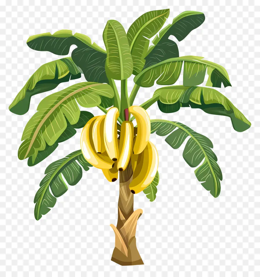 árbol De Banana，Los Plátanos Maduros PNG