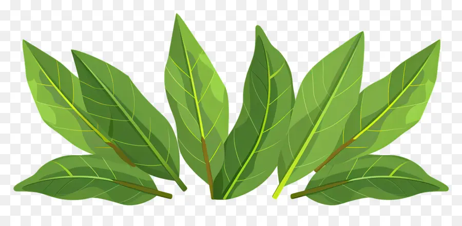 La Hoja De Laurel，Hojas Verdes PNG