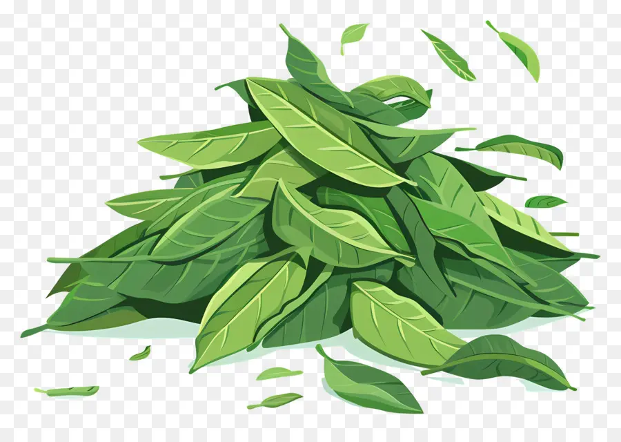 La Hoja De Laurel，Hojas Verdes PNG