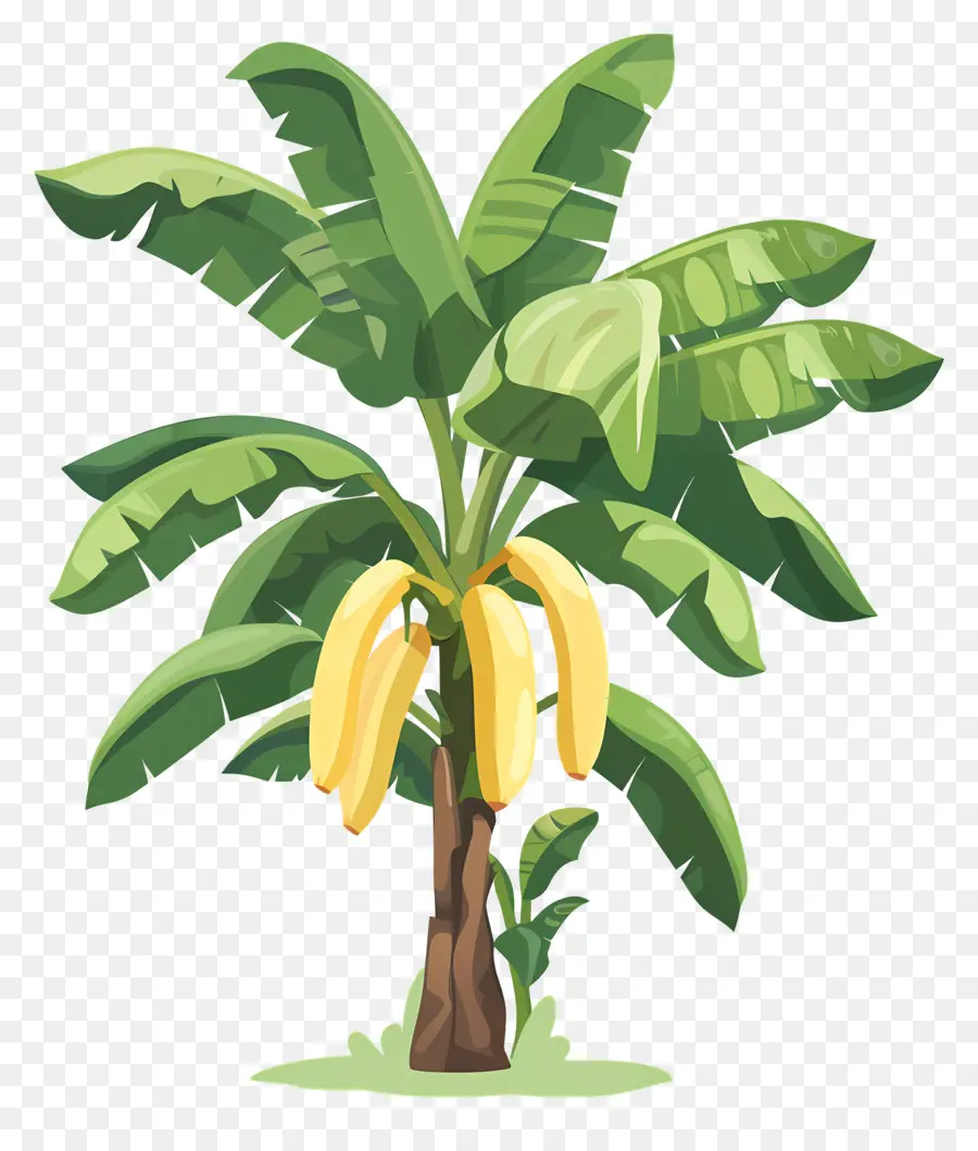 árbol De Banana，Los Plátanos Maduros PNG