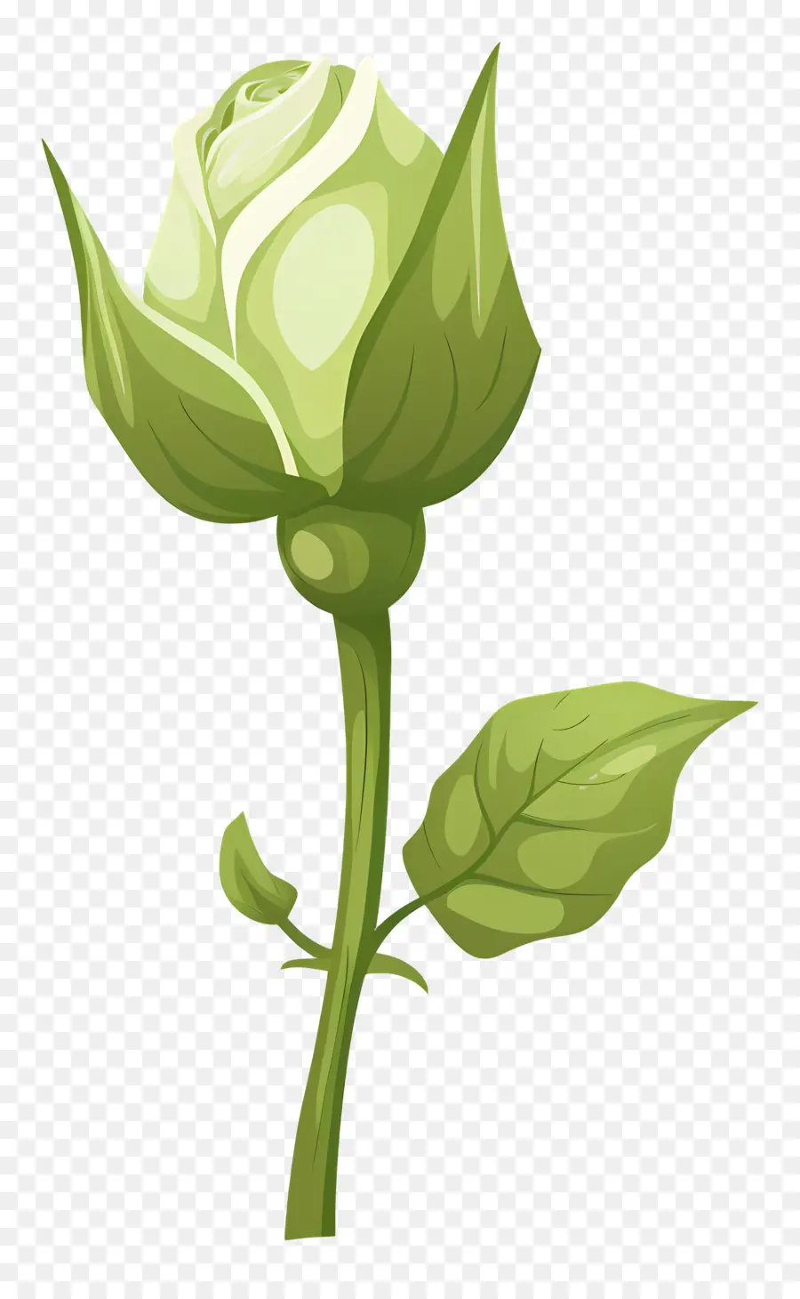 Verde Rosa，De La Rosa Blanca PNG