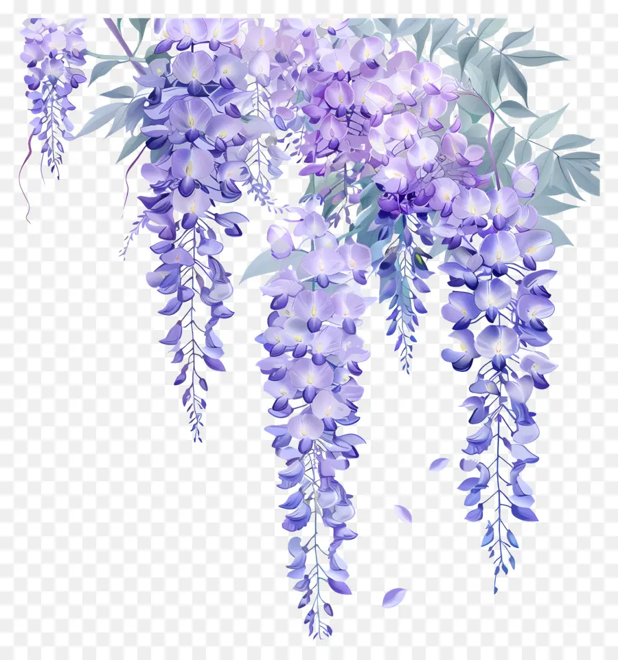 Flores De Glicinia，Wisteria PNG