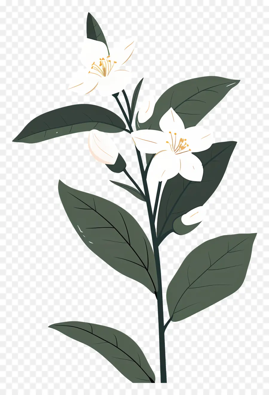 Flor De Jazmín，Flor Blanca PNG