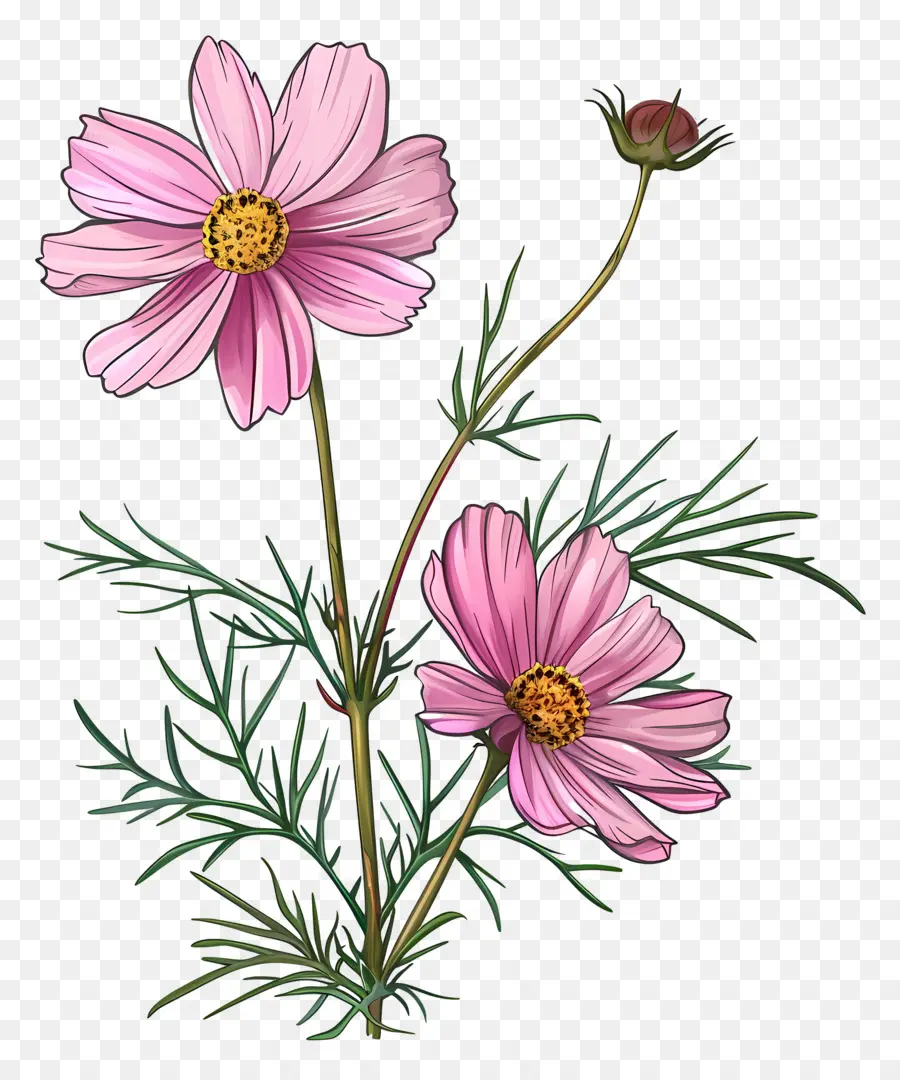 Cosmos Flor，Flores De Color Rosa PNG