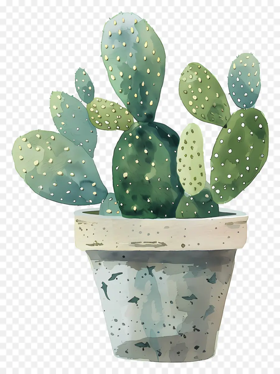 Cactus Suculento，Ilustración Acuarela PNG