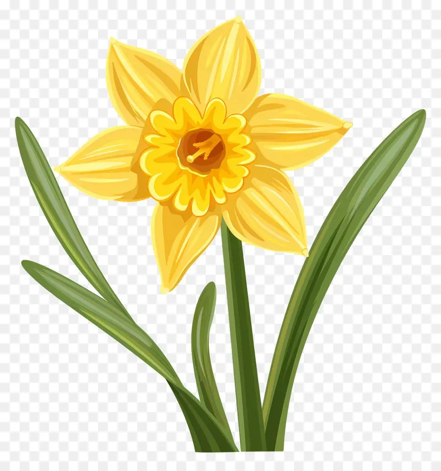 Narciso Flor，Narciso PNG