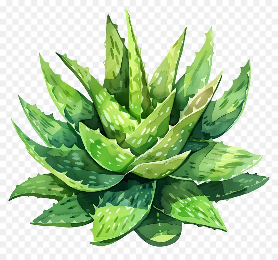 Aloe Vera，Ilustración Acuarela PNG