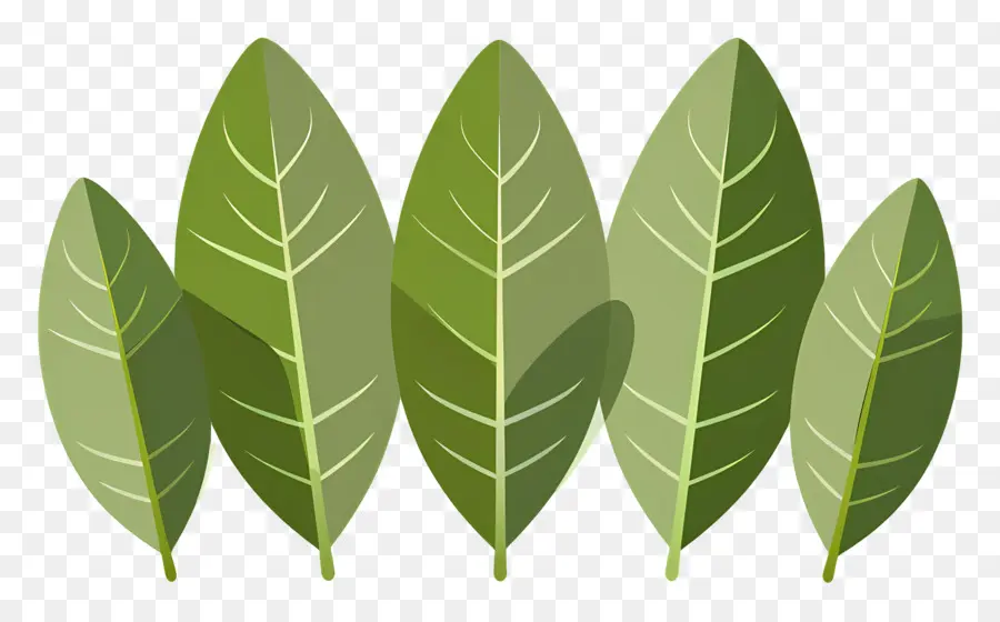 La Hoja De Laurel，Hojas Verdes PNG