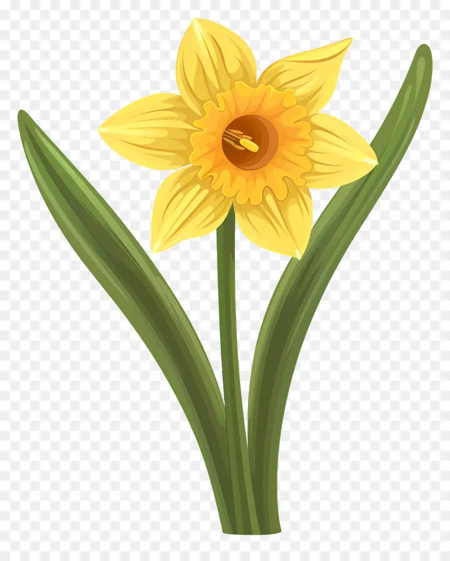 Narciso Flor，Narciso PNG