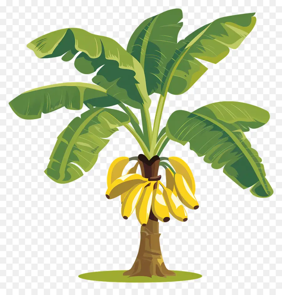 árbol De Banana，Los Plátanos Maduros PNG