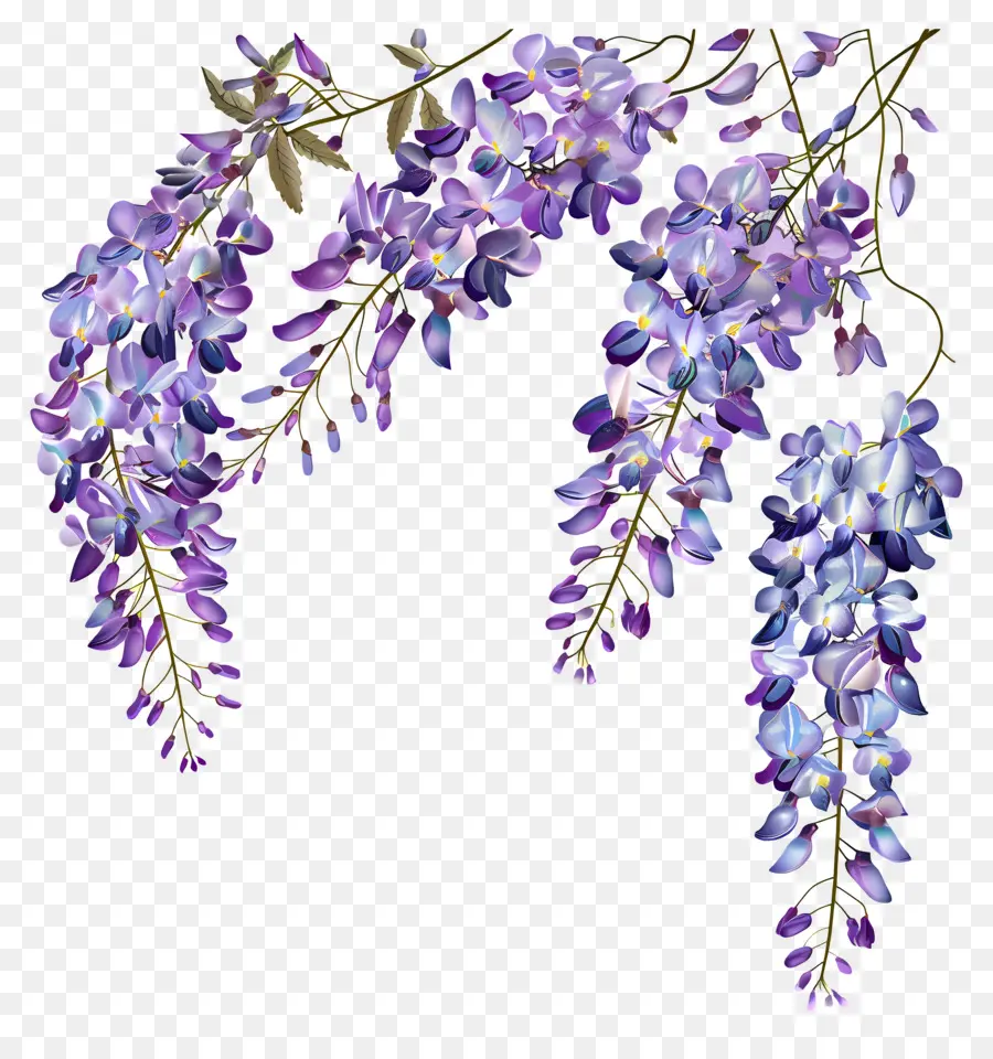 Flores De Glicinia，Vina De Glicinia PNG