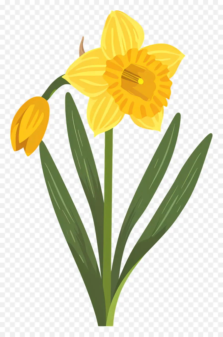 Narciso Flor，Narciso PNG