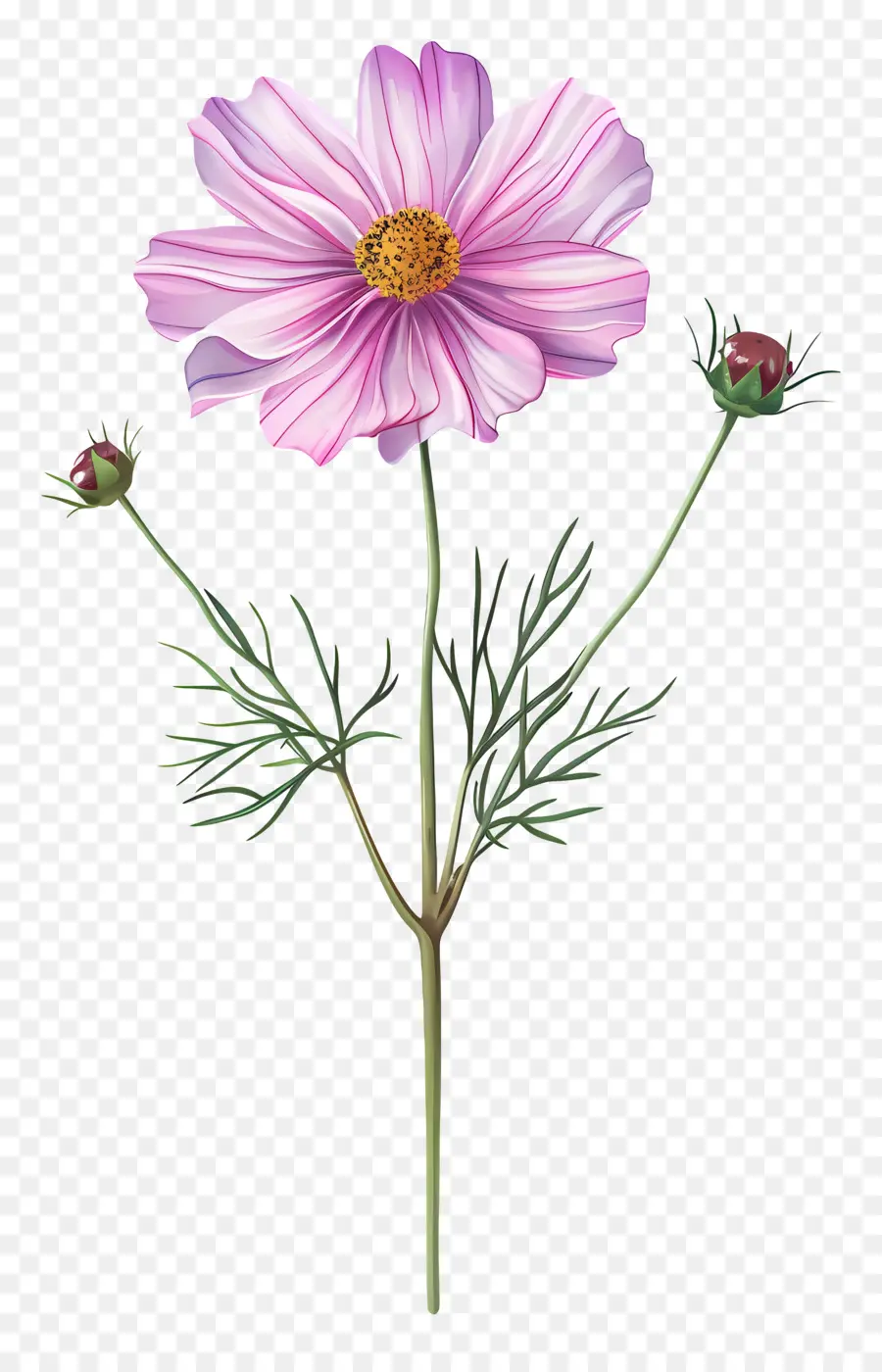 Cosmos Flor，Flor Rosa PNG