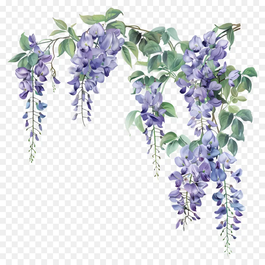 Flores De Glicinia，Wisteria PNG