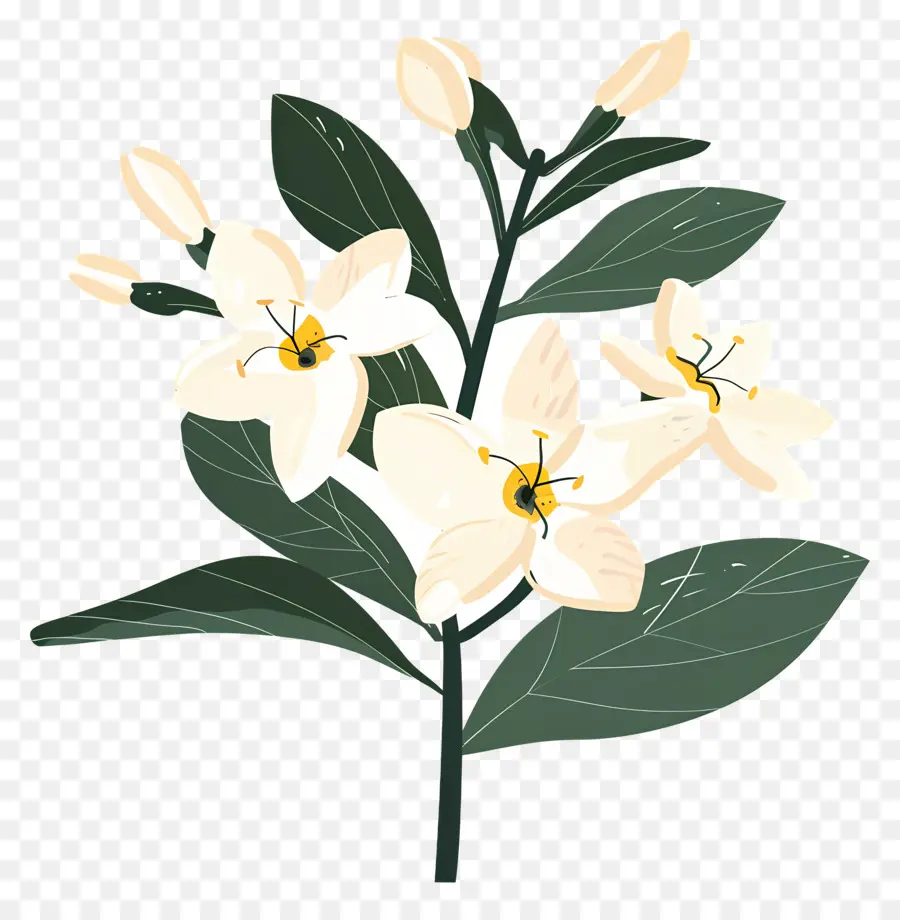 Flor De Jazmín，Flor Blanca PNG