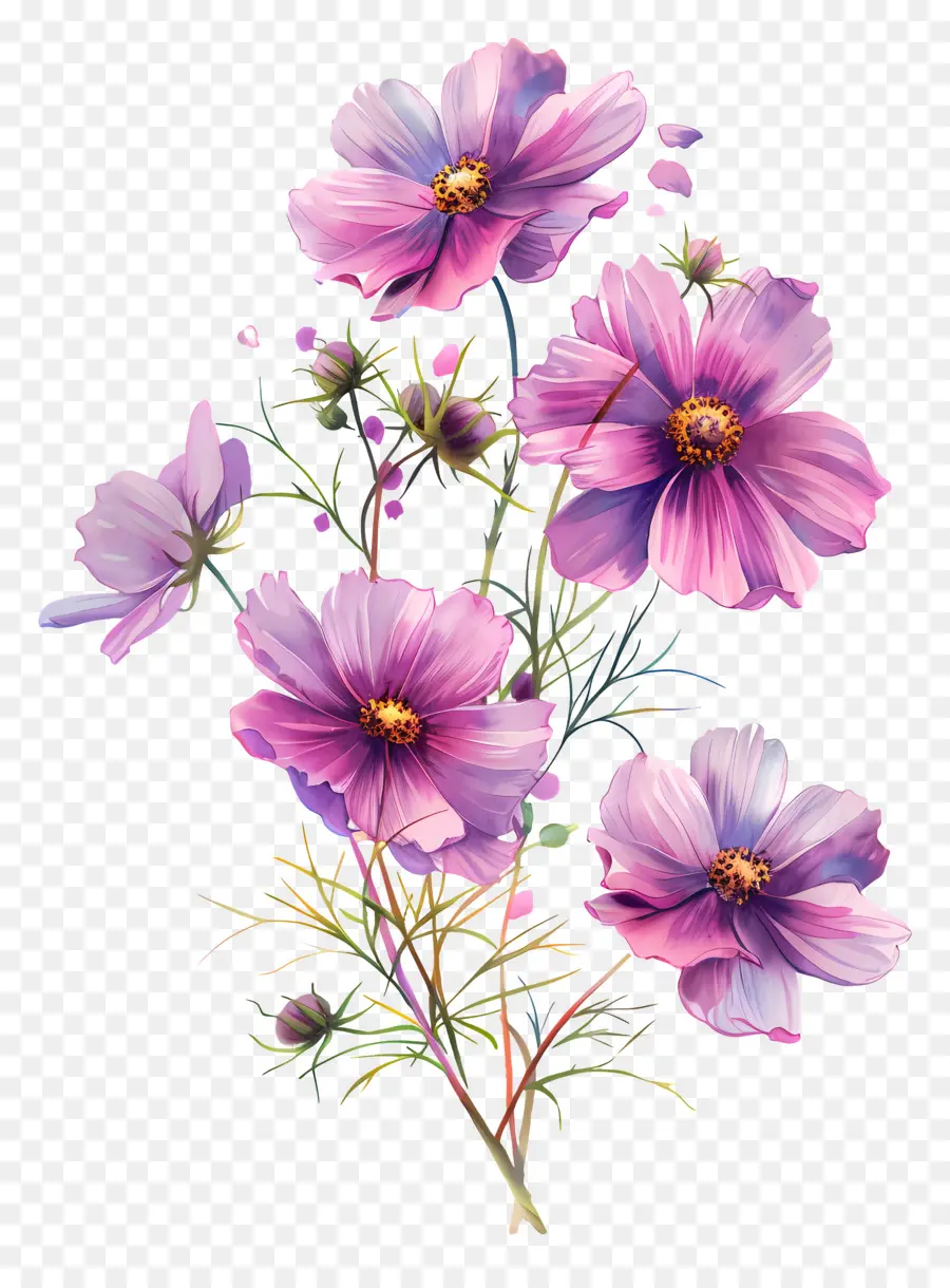 Cosmos Flor，Flores De Color Rosa PNG