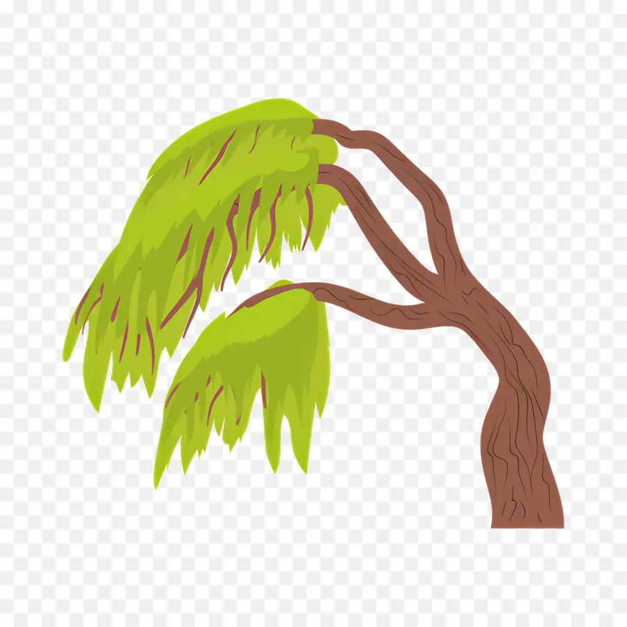 árbol De Sauce，Ramas Que Se Balancearon PNG