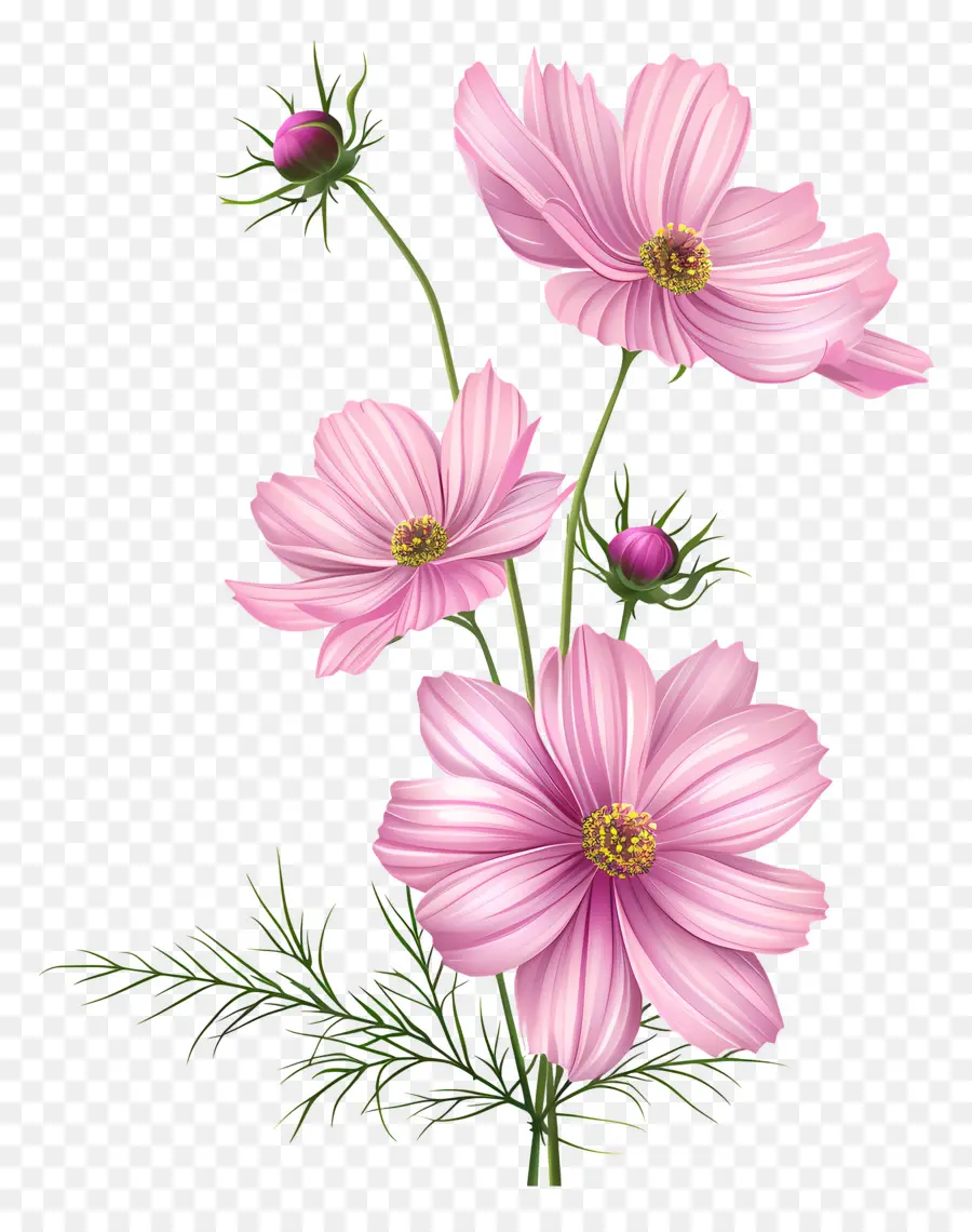 Cosmos Flor，Flores De Color Rosa PNG