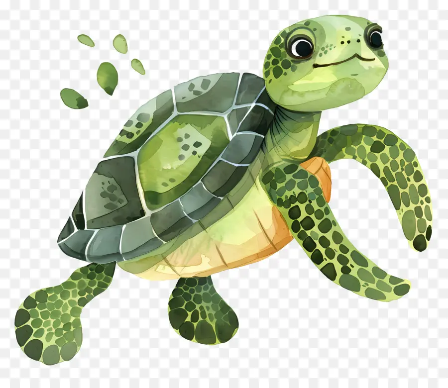 Tortuga，Reptiles PNG