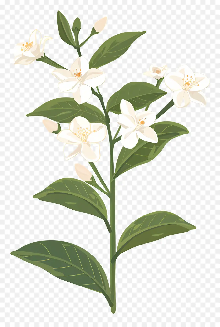 Flor De Jazmín，Flor Blanca PNG