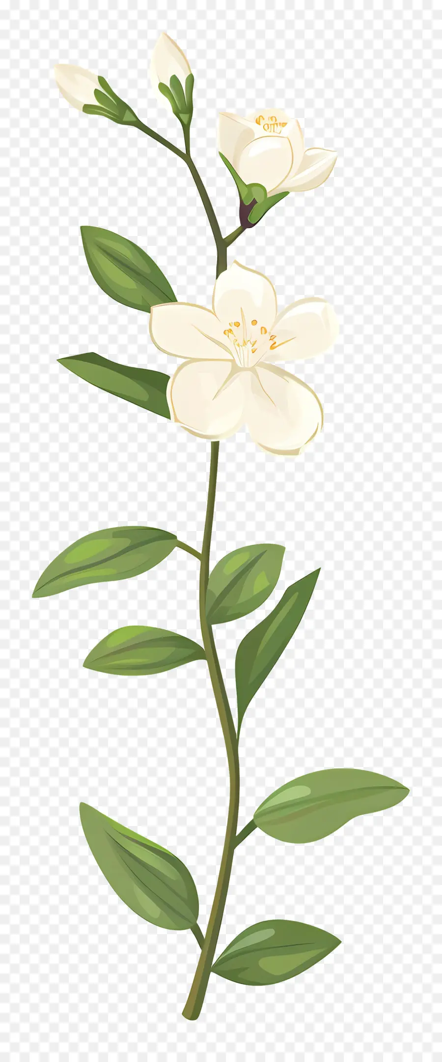 Flor De Jazmín，Flor Blanca PNG