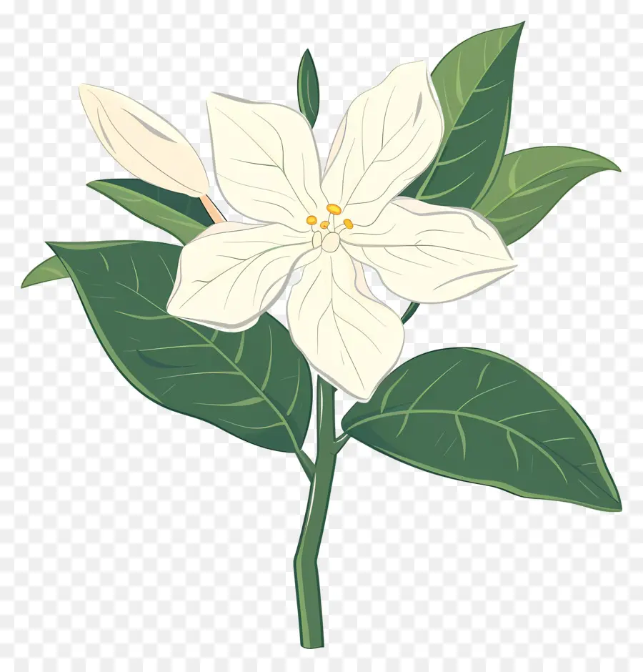 Flor De Jazmín，Flor Blanca PNG